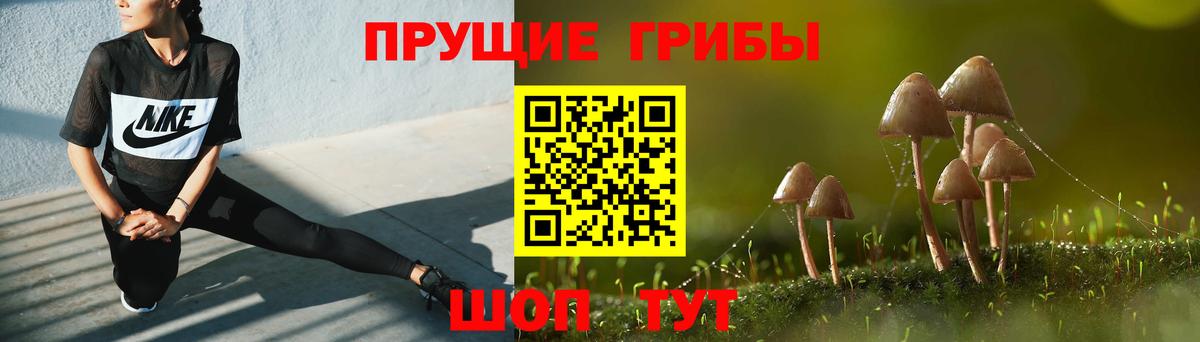 Галлюциногенные грибы Psilocybine cubensis Карачаевск